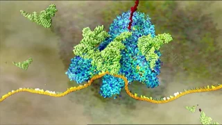 Traducción (descripción detallada) | HHMI BioInteractive Video