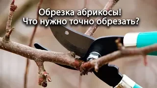 Обрезка абрикосы! Если обрезать эти ветки, то урожая не видать! Что нужно точно обрезать? Всё просто