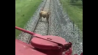 Cow hit by train Mexico