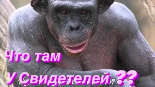 Свидетели Иеговы: что там у них новенького?😁