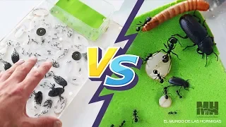 Hormigas vs Insectos - NO CUENTES EL FINAL ! - Messor barbarus