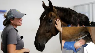 Erschreckende Entdeckung bei Dressurpferd Ruby - Großer Wallach braucht schnelle Hilfe