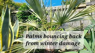 Palm trees growing out winter damage