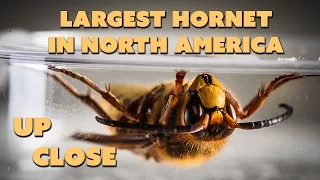 European Hornet Often Confused with the Asian Giant Hornet They are not the same species. Close UP