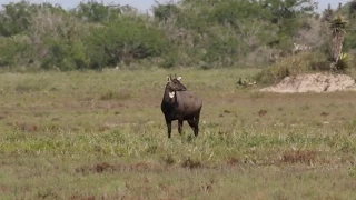 Nilgai hunt with Double Shot Outfitters