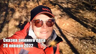 Сказка зимнего леса, 20 января 2022