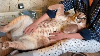 Big Floppa Likes to Get a Massage : Caracal
