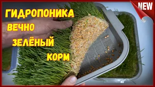 Гидропоника - зелёный корм для птицы и  животных. Проращивание пшеницы в домашних условиях.