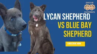 Lycan Shepherd VS Blue Bay Shepherd | Learn Why You Should Avoid These Shepherds | Doggie Footprints
