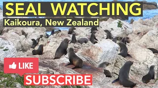 Exploring KAIKOURA, NEW ZEALAND: SEAL WATCHING + AMAZING view of KAIKOURA PENINSULA & PACIFIC OCEAN