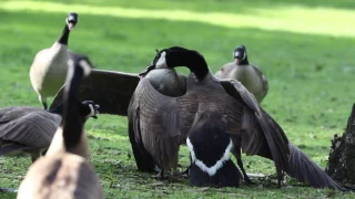 Canada Geese Fight