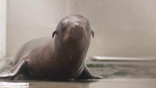 Our Sea Lion Pup Is Growing!