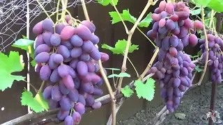 Сорт Винограда Ризамат