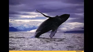 САМЫЕ НЕВЕРОЯТНЫЕ КАДРЫ С КИТАМИ!!! Нападение китов на людей.