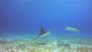 Dance of Eagle Rays, Cozumel