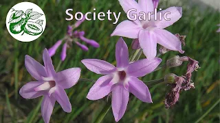 Society Garlic, beautiful and edible