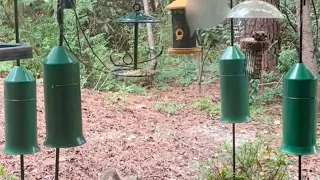 These squirrel baffles work 100% of the time!