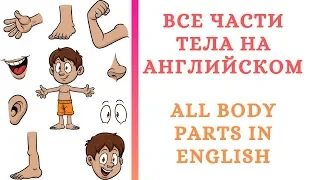 Все части тела человека на английском/ All body parts in English