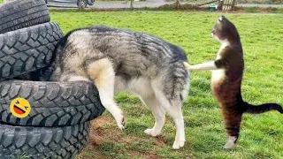 Best Funny Animals 😂 | Funniest Dogs And Cats Videos 2023 😹🐶 #84