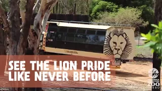 Lion Pride Lands at Taronga Western Plains Zoo Dubbo