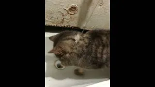 кот купается в раковине.