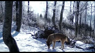 Vlk dravý - ( Canis lupus), Wolf from VOLOVEC MOUNTAINS in winter