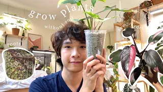 Grow plants without soil using pumice (not LECA) | semi hydroponics