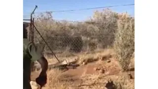 Прыжок Каракала Caracal jump