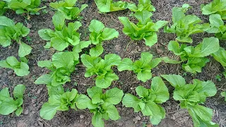 How to Grow Green Mustard From Seed till harvest / Growing Chinese Green Mustard