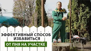 Как я выкорчевывал пень ивы на своём участке