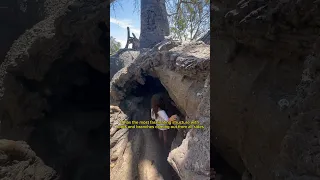 The oldest tree in Zanzibar | Old Baobab Tree in Zanzibar