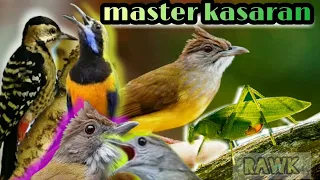 MASTERAN KASAR , MASTER KASARAN KEJAM ,, #masteran #masteranburung #masterankasar #masterankacer