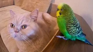 Parrot vs cat. Попугай против кота.