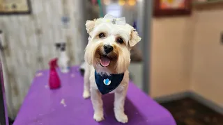 Yorkie pet grooming, haircut.   little dog.