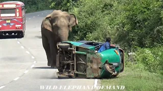 The three-wheeled chariot rolled by the ferocious elephant.