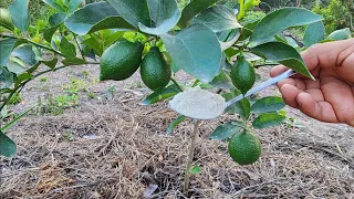 Con tan solo 1 ¡Cucharada de este ingrediente y tu limonero será  una Planta Corta, Sana y Gruesa