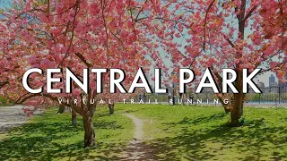Cherry Blossoms in Central Park! Virtual Trail Run - New York City