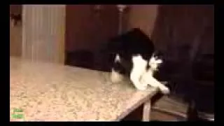 Best Funny Cat Videos Compilation 2013 NEW HD