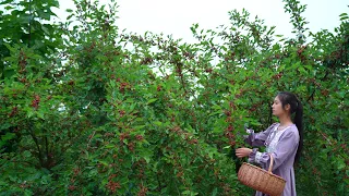 Asian Mulberry Fruit Harvesting! It Can Be Used as a Dye or as a Delicacy!