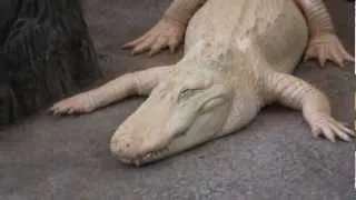 Claude, The Albino American Alligator