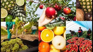 AMAZING FRUIT HARVESTING BY HAND COMPILATION