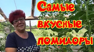 10 самых вкусных высокорослых сортов томатов.