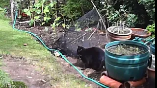 #Funny animals Black #cats Slinky Malinki, Hairy Maclary caught on CCTV Cheeky.
