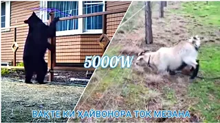 ҲАЙВОНҲОРА ТОК МЕЗАНА | ЖИВОТНЫЕ БЬЁТ ТОКОМ 5000В | ANIMALS ELECTRIC SHOCK