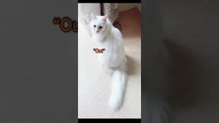 Funny cat | cute cats and dogs reaction animals doing funny things #funnycats #shorts #cats #390