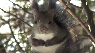 エゾリス　鳴き声