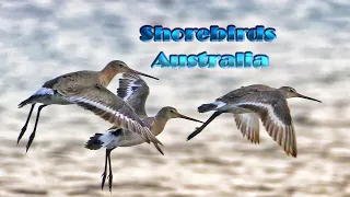 Shorebirds of Australia