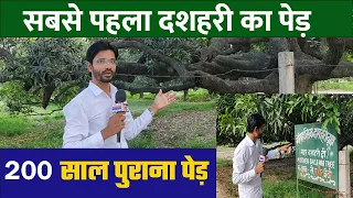 First Dussehri tree of the world| दशहरी का पहला पेड़| Mother Dussehri| saleem azad| Global Boundary