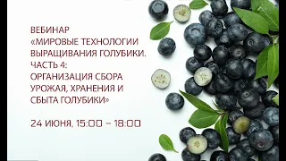 Мировые технологии выращивания голубики.Часть 4: Организация сбора урожая, хранения и сбыта голубики