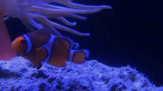 2 Hours of Beautiful Coral Reef Fish, Relaxing Ocean Fish, & Stunning Aquarium Relax Music 1080p HD